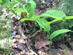 Polygonatum
