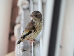 Grey-Capped Greenfinch photo 5