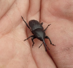 Scyphophorus yuccae