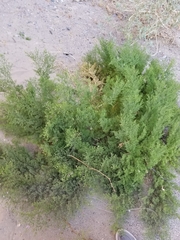 Fagonia palmeri