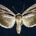 Oncocnemidinae - Photo (c) Jim Vargo at Moth Photographers Group, alguns direitos reservados (CC BY-NC-SA)