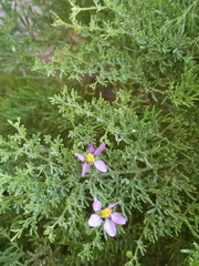 Fagonia palmeri