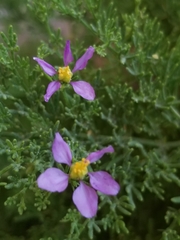 Fagonia palmeri