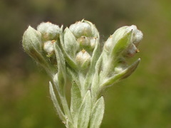 Micropus californicus