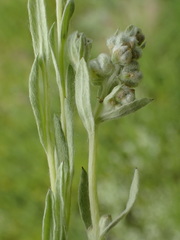 Micropus californicus