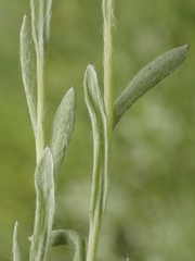 Micropus californicus