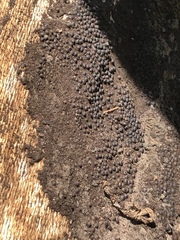 Rosellinia corticium