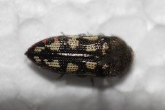Acmaeodera recticollis