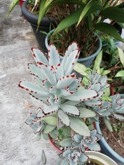 Kalanchoe tomentosa