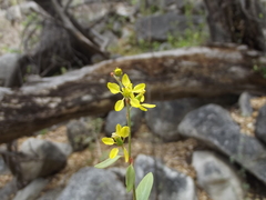Galphimia angustifolia