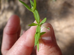 Galium bifolium