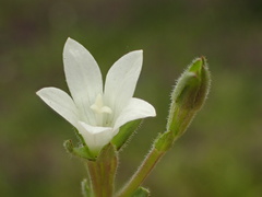 Githopsis diffusa