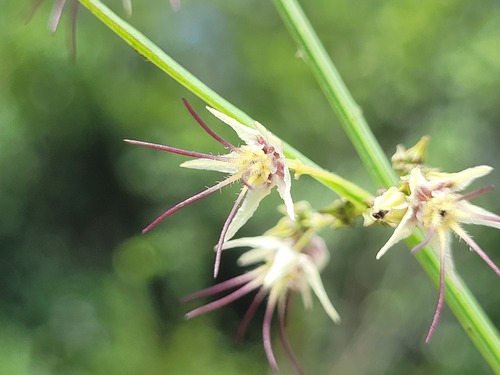 Byttneria scabra