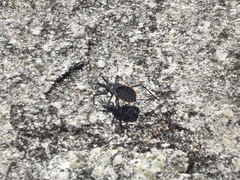 Dipetalogaster maximus