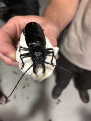 Stenodontes chevrolati