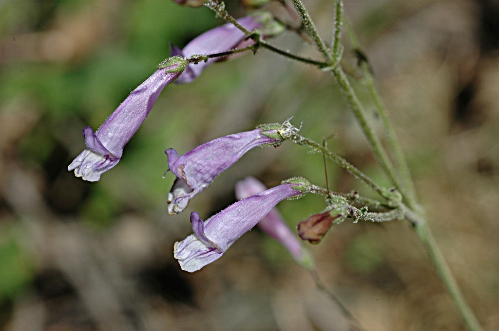 Penstemon personatus
