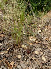 Malacothrix clevelandii