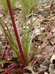 Malacothrix clevelandii