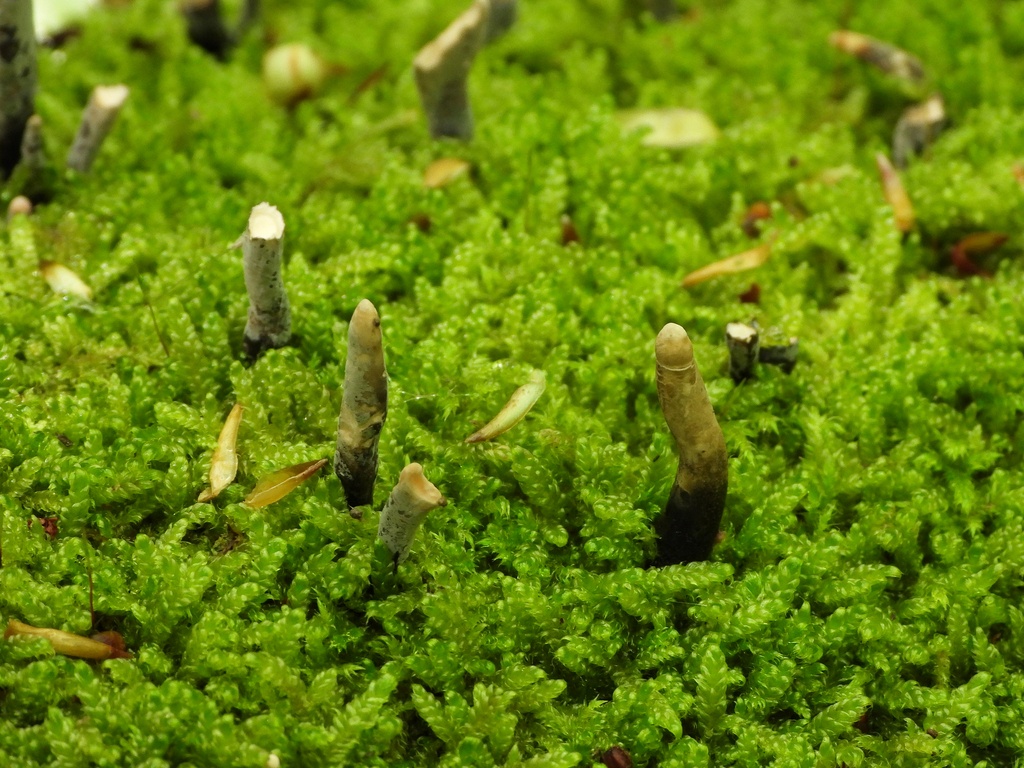 dead man's fingers from Battle, UK on May 7, 2024 at 11:18 AM by ...