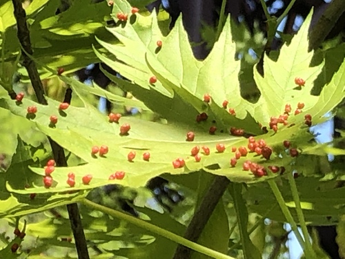 Maple Bladdergall Mite