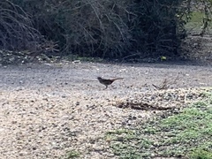 Dasyornis broadbenti