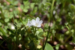 Nemophila pedunculata
