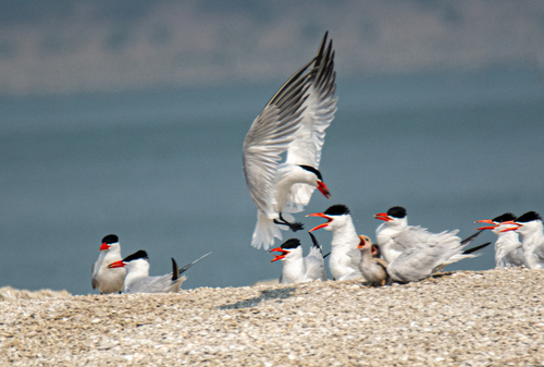 Foto de Caspian Tern