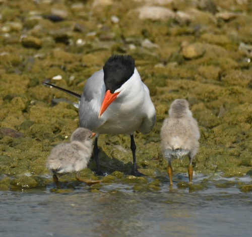 Caspian Tern, photo 9 of 10