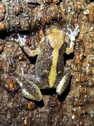 Southern Ornate Nursery Frog, Cophixalus australis