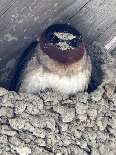 Golondrina risquera (Petrochelidon pyrrhonota)
