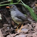 Slaty-backed Nightingale-Thrush - Photo (c) jakeschneider00, some rights reserved (CC BY-NC)