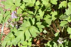 Hydrophylloideae