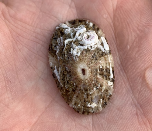 Diodora lineata