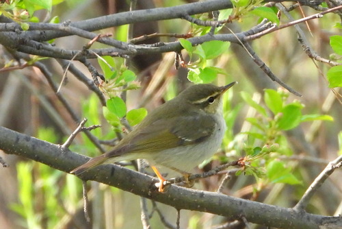 Pouillot boréal (Phylloscopus borealis)