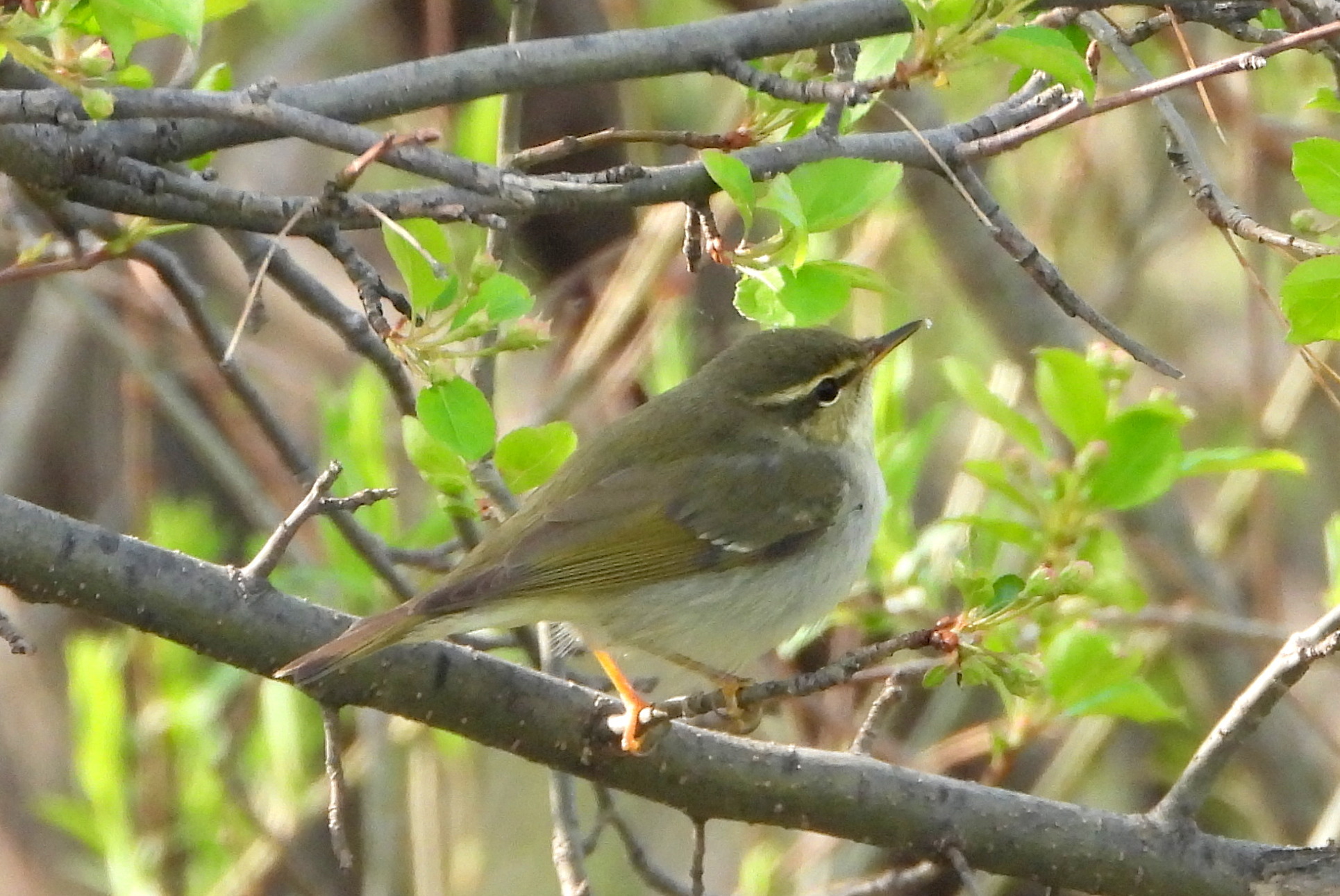 Arctic Warbler (Phylloscopus borealis)