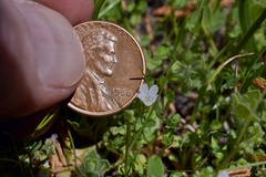 Nemophila pedunculata