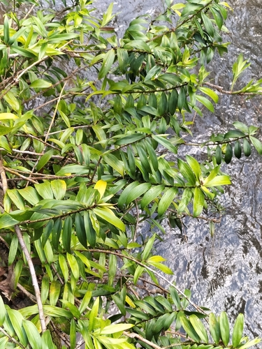 Image of Freycinetia scandens by (c) Matthew Borella, some rights reserved (CC BY)