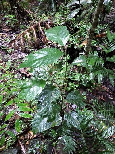 Litsea leefeana observed 2024-05-26