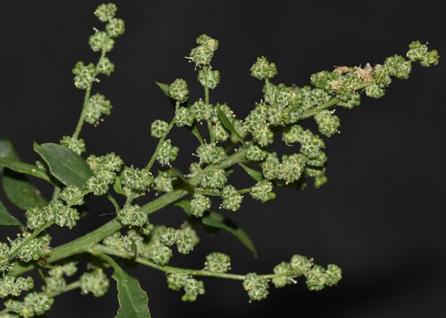 Chenopodium album, 2024-05-24