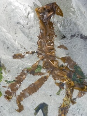 Desmarestia herbacea