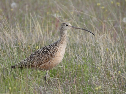 iNaturalist observation 2024-05-25