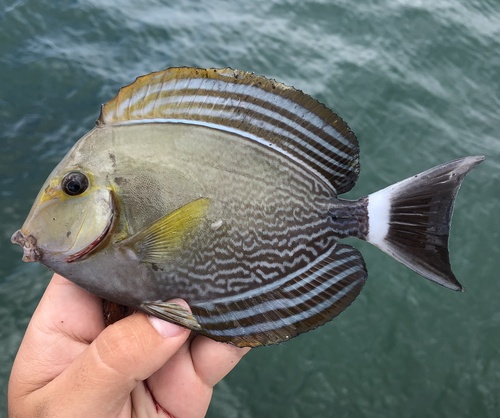 Geelvin-doktersvis (Acanthurus xanthopterus) — Acanthuridae — 2