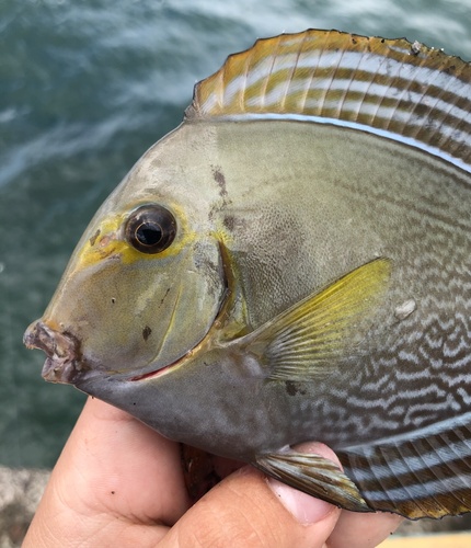 Photo of Yellow-finned Surgeonfish (Acanthurus xanthopterus)