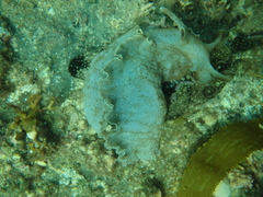 Aplysia keraudreni