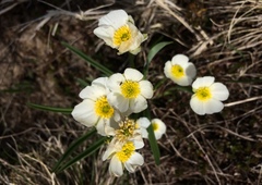 Ranunculus kuepferi