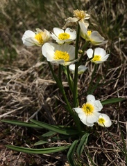 Ranunculus kuepferi