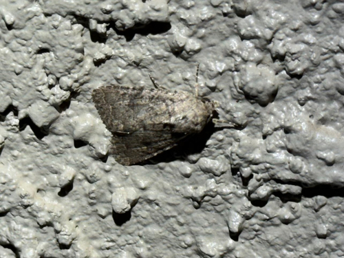 Light-spotted Quaker photo 4