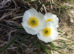 Ranunculus kuepferi