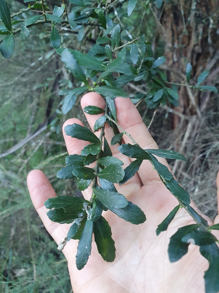 tree violet from Little Hartley NSW 2790, Australia on May 26, 2024 at ...
