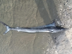 Mediterranean Spearfish photo 4